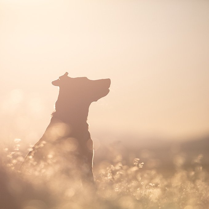 Brown Short Dog